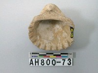 藏品(貝類)的圖片
